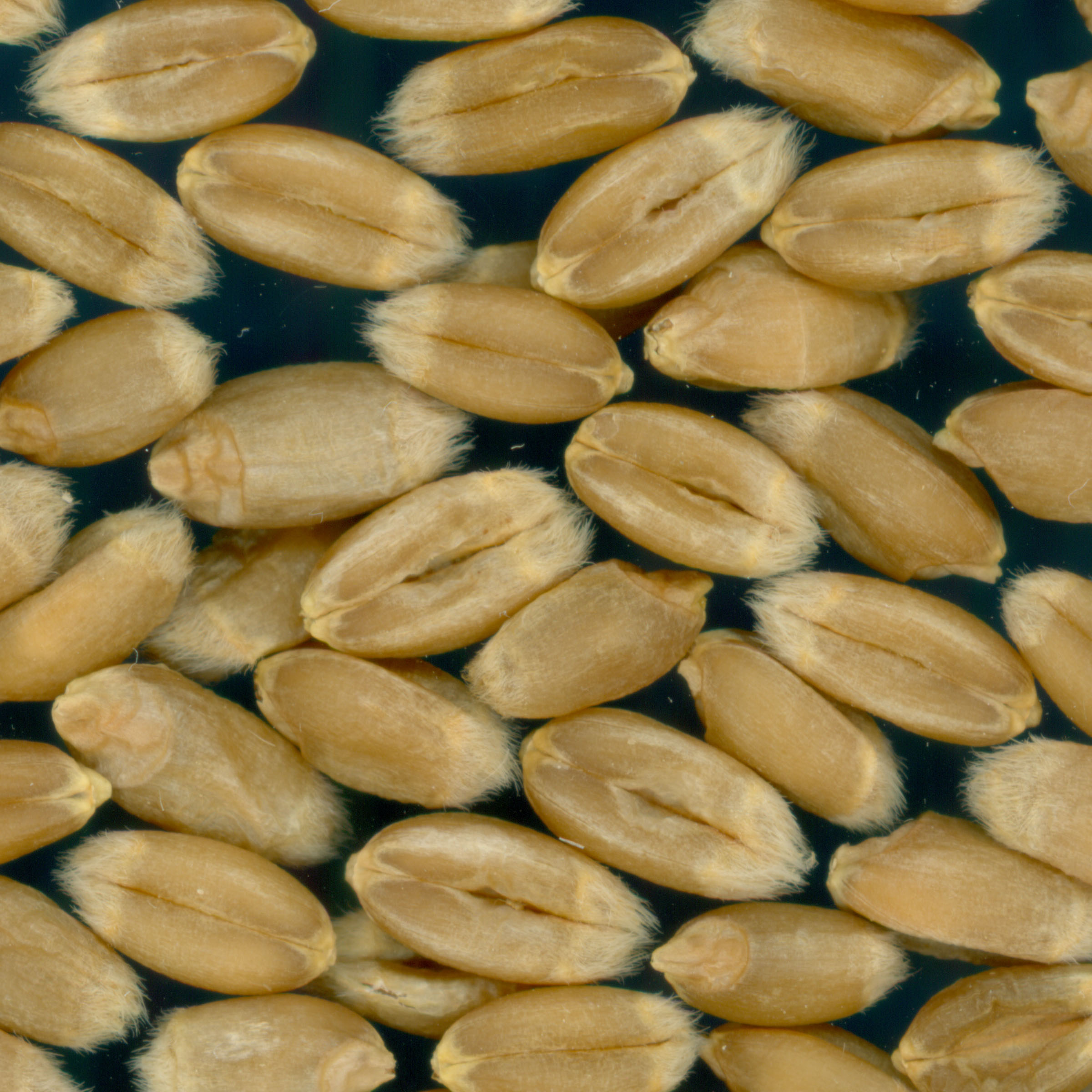 KERNELS